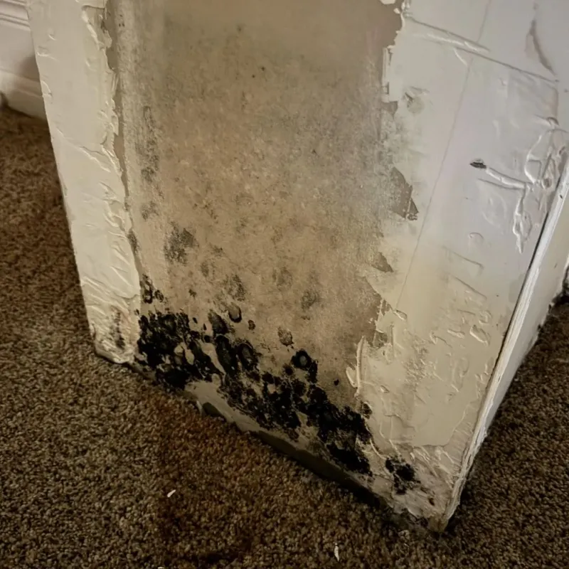 Professional Mold Removal in Tyler County, TX